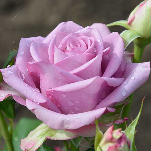 Großblütige Rose blau-lila interface.image 1 interface.art 2114