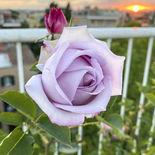 Edelrose RosaBlue Monday®, C5 interface.image 2 interface.art 5528