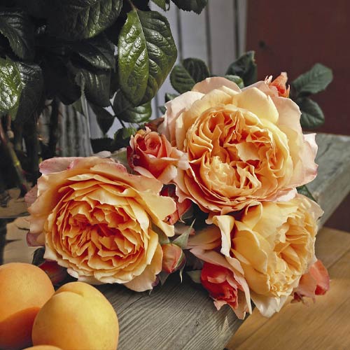 Edelrose Rosa Capri®, C5 interface.image 2 interface.art 5556