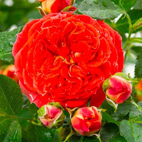 Großblütige Rose Carmen interface.art Bild 1 Großblütige Rose Carmen interface.image 1 interface.art 5520