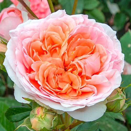 Großblütige Rose Chippendale® interface.art Bild 1 Großblütige Rose Chippendale® interface.image 1 interface.art 5557