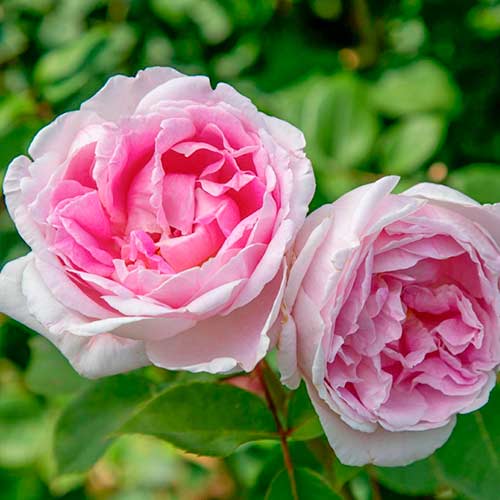 Großblütige Rose Dolce Luna® interface.art Bild 1 Großblütige Rose Dolce Luna® interface.image 1 interface.art 5549