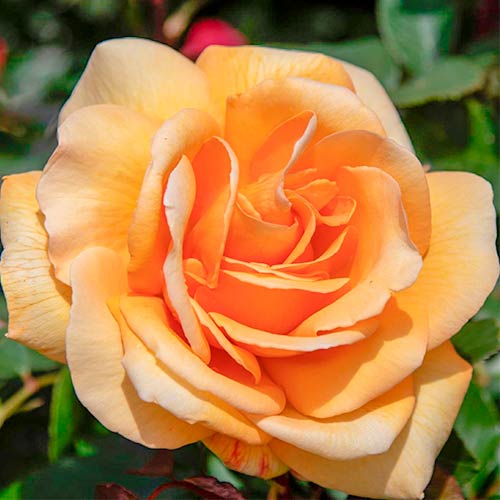 Großblütige Rose Emozione® interface.art Bild 1 Großblütige Rose Emozione® interface.image 1 interface.art 5529