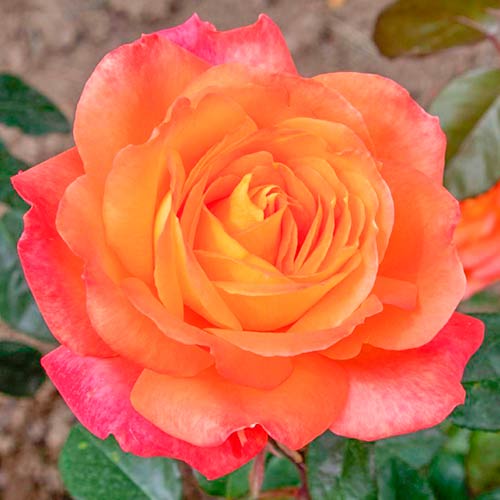 Großblütige Rose Esotica® interface.art Bild 1 Großblütige Rose Esotica® interface.image 1 interface.art 5530