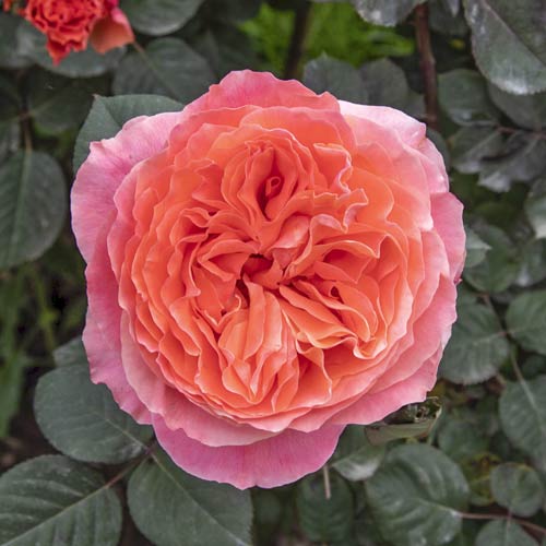 Edelrose Rosa Etrusca®, C5 interface.art Bild 1 Edelrose Rosa Etrusca®, C5 interface.image 1 interface.art 5550