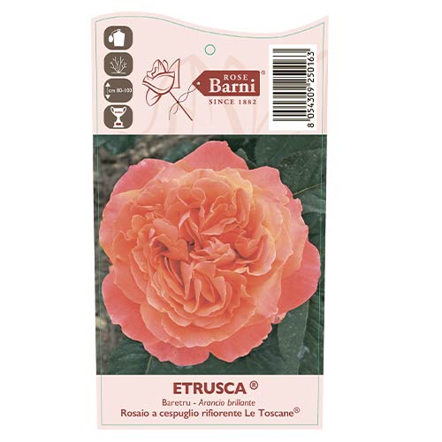 Edelrose Rosa Etrusca®, C5 interface.art Bild 3 Edelrose Rosa Etrusca®, C5 interface.image 3 interface.art 5550