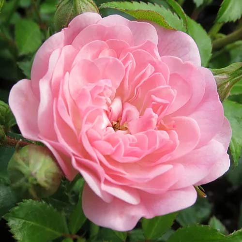 Großblütige Rose Fairy interface.image 1 interface.art 3683