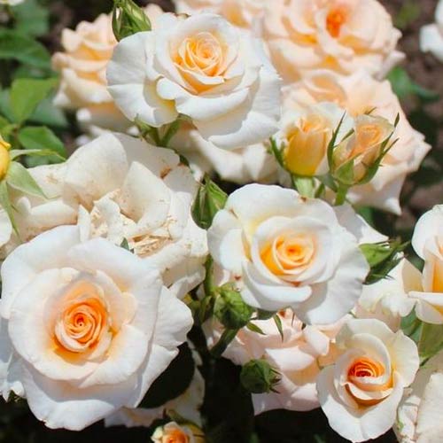 Großblütige Rose Grazia interface.art Bild 1 Großblütige Rose Grazia interface.image 1 interface.art 5524