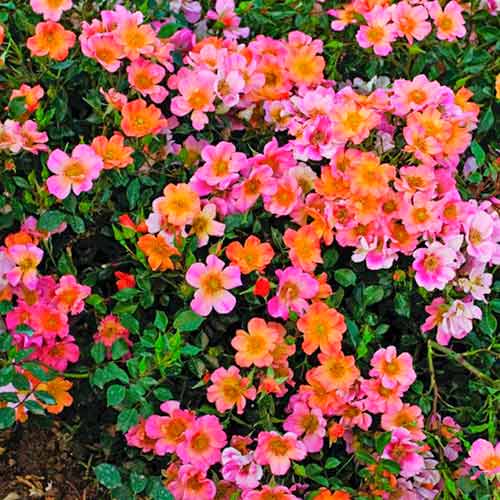 Großblütige Rose Happy Chappy®, C5 interface.art Bild 1 Großblütige Rose Happy Chappy®, C5 interface.image 1 interface.art 5543