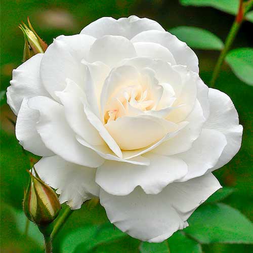 Großblütige Rose Helga interface.art Bild 1 Großblütige Rose Helga interface.image 1 interface.art 5014