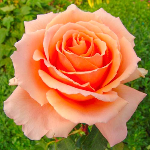 Großblütige Rose Just Joey interface.art Bild 1 Großblütige Rose Just Joey interface.image 1 interface.art 5531