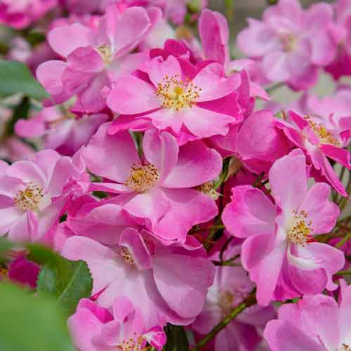 Großblütige Rose Lavander Dream® interface.art Bild 1 Großblütige Rose Lavander Dream® interface.image 1 interface.art 5544