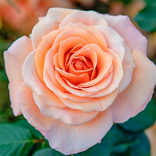 Großblütige Rose Luna Di Miele® interface.art Bild 1 Großblütige Rose Luna Di Miele® interface.image 1 interface.art 5532