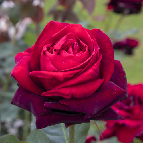 Edelrose Rosa Magia Nera®, C5 interface.image 1 interface.art 5533