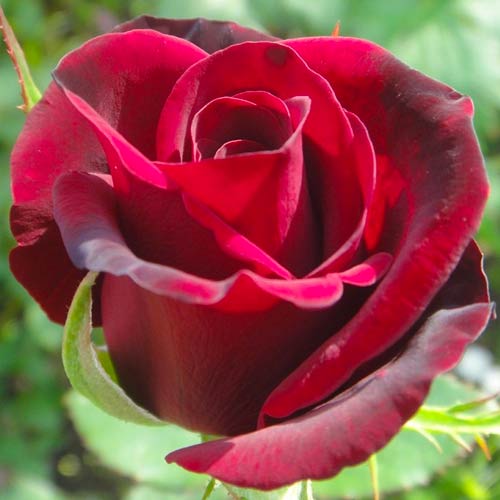 Großblütige Rose Marina Marini®, C5 interface.art Bild 1 Großblütige Rose Marina Marini®, C5 interface.image 1 interface.art 5534