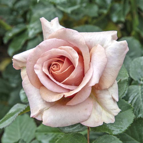 Edelrose Rosa Mokarosa®, C5 interface.image 1 interface.art 5535