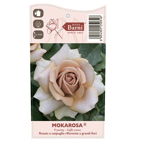 Edelrose Rosa Mokarosa®, C5 interface.image 3 interface.art 5535