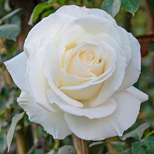 Großblütige Rose Monna Lisa interface.art Bild 1 Großblütige Rose Monna Lisa interface.image 1 interface.art 5525