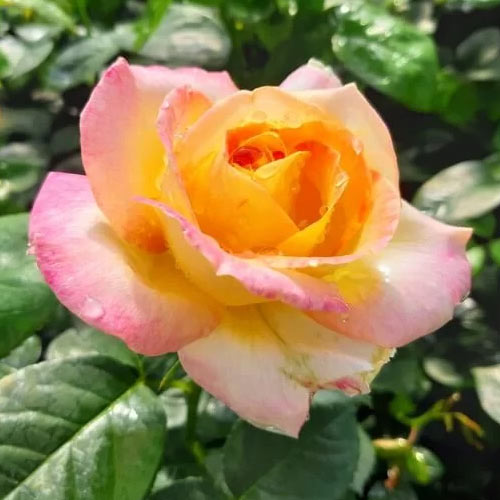 Edelrose Rosa Peace interface.image 1 interface.art 2293