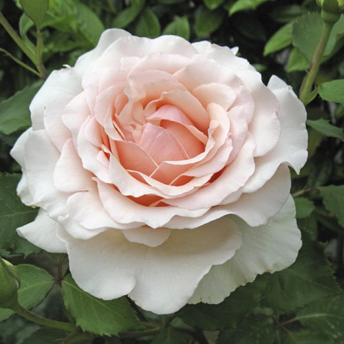 Edelrose Rosa Roberto Cappucci®, C5 interface.image 1 interface.art 5551