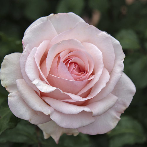 Edelrose Rosa Roberto Cappucci®, C5 interface.image 2 interface.art 5551