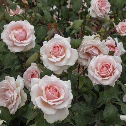 Edelrose Rosa Roberto Cappucci®, C5 interface.image 3 interface.art 5551