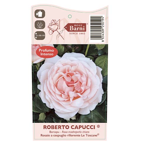 Edelrose Rosa Roberto Cappucci®, C5 interface.image 5 interface.art 5551