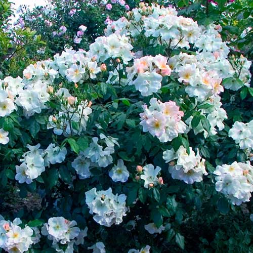 Großblütige Rose Sally Holmes®, C5 interface.art Bild 1 Großblütige Rose Sally Holmes®, C5 interface.image 1 interface.art 5546