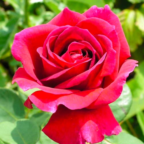 Großblütige Rose Simona interface.art Bild 1 Großblütige Rose Simona interface.image 1 interface.art 5526