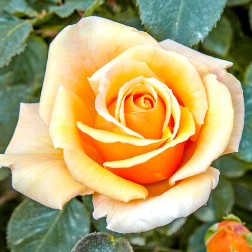 Großblütige Rose Valencia® interface.art Bild 1 Großblütige Rose Valencia® interface.image 1 interface.art 5538