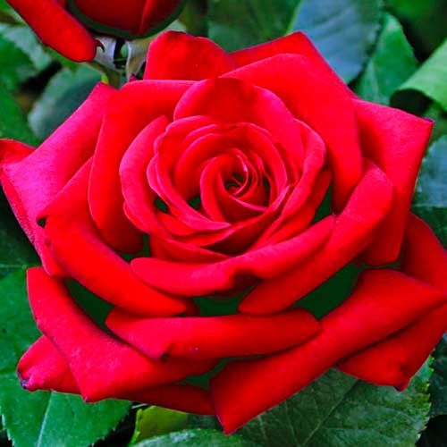 Großblütige Rose Velvet Alibi® interface.art Bild 1 Großblütige Rose Velvet Alibi® interface.image 1 interface.art 5541