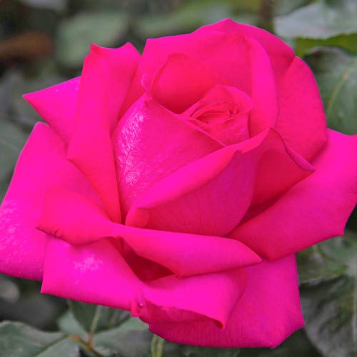 Großblütige Rose Wanda Ferragamo® interface.art Bild 1 Großblütige Rose Wanda Ferragamo® interface.image 1 interface.art 5542