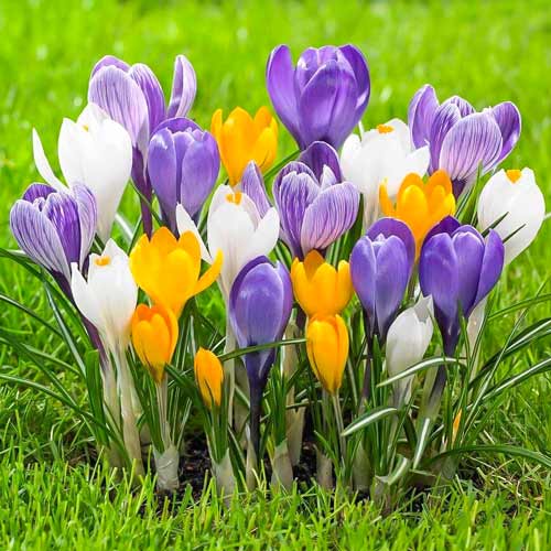 Großblütiger Krokus, Farbmischung interface.image 1 interface.art 68015