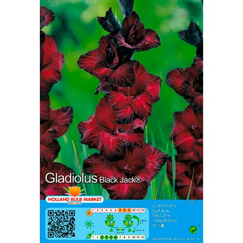 Großblumige Gladiole Black Jack interface.image 1 interface.art 70464