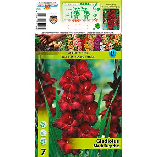 Großblumige Gladiole Black Surprise interface.image 1 interface.art 76243
