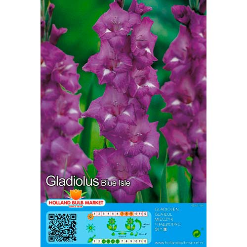 Großblumige Gladiole Blue Isle interface.image 1 interface.art 76439