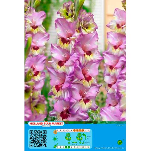 Großblumige Gladiole Bono's Memory interface.image 1 interface.art 76440