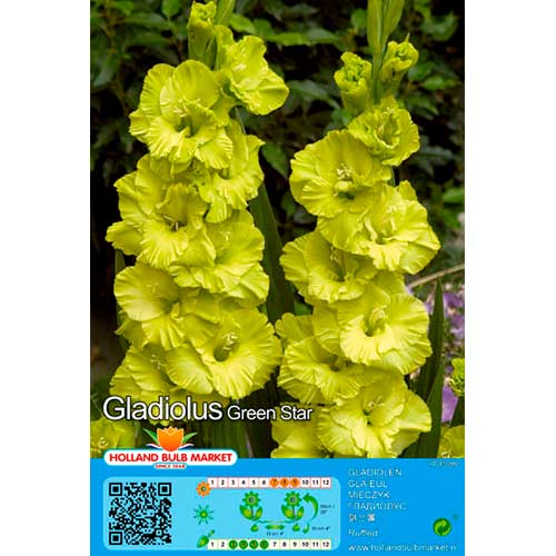 Großblumige Gladiole Green Star interface.image 1 interface.art 76444