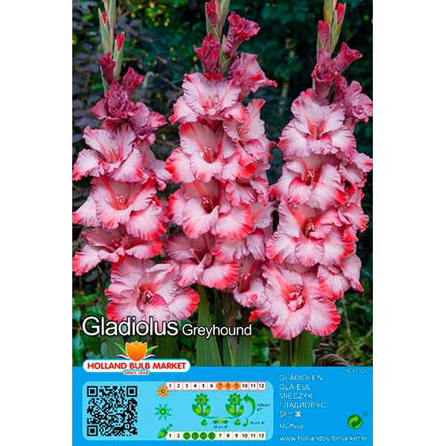 Großblumige Gladiole Greyhound interface.image 1 interface.art 76662