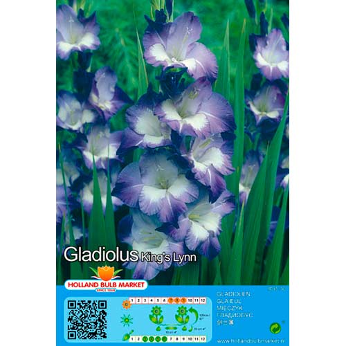 Großblumige Gladiole King Lynn interface.image 1 interface.art 76445