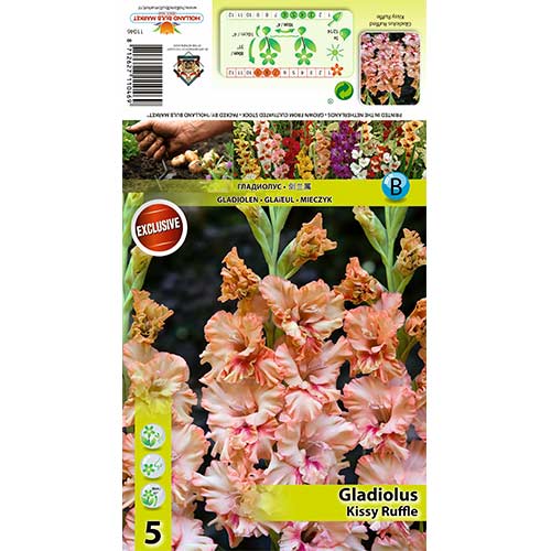 Großblumige Gladiole Kissy Ruffle interface.image 1 interface.art 70396