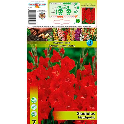 Großblumige Gladiole Matchpoint interface.image 1 interface.art 76248
