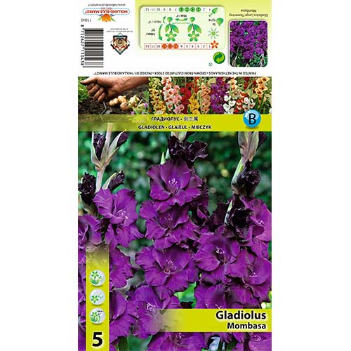 Großblumige Gladiole Mombasa interface.image 1 interface.art 70398