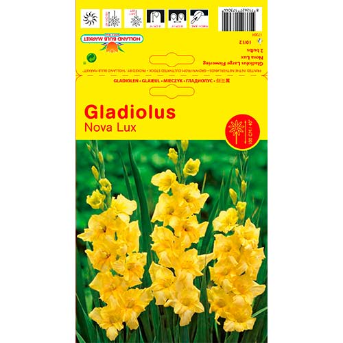 Großblumige Gladiole Nova Lux interface.image 1 interface.art 76447