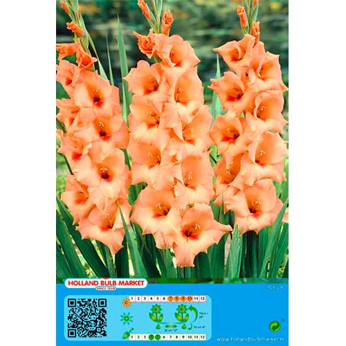 Großblumige Gladiole Peter Pears interface.image 1 interface.art 76448