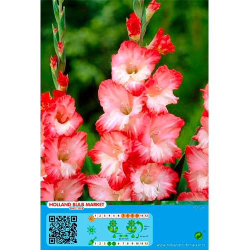 Großblumige Gladiole Pink Lady interface.image 1 interface.art 76253