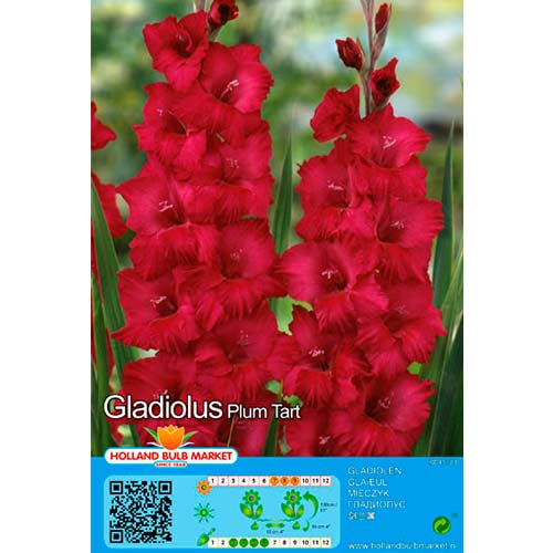 Großblumige Gladiole Plum Tart interface.image 1 interface.art 76449