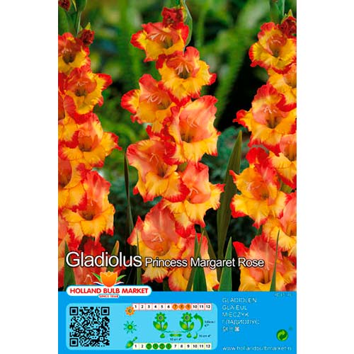 Großblumige Gladiole Princess Margaret Rose interface.image 1 interface.art 76667