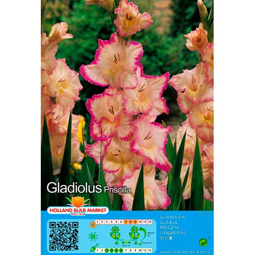 Großblumige Gladiole Priscilla interface.image 1 interface.art 76450