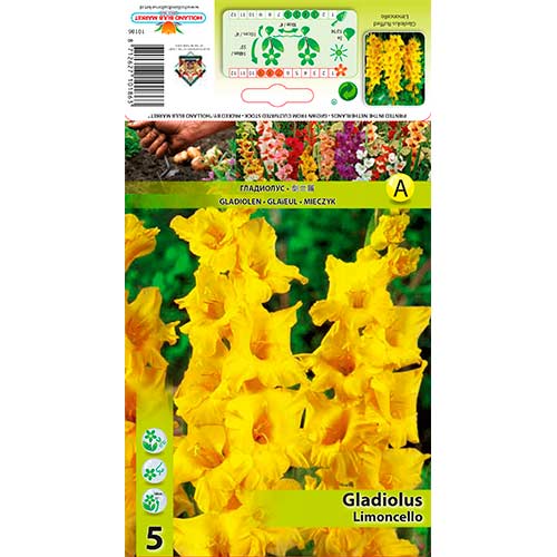 Großblumige Gladiole Ruffled Limoncello interface.image 1 interface.art 76251